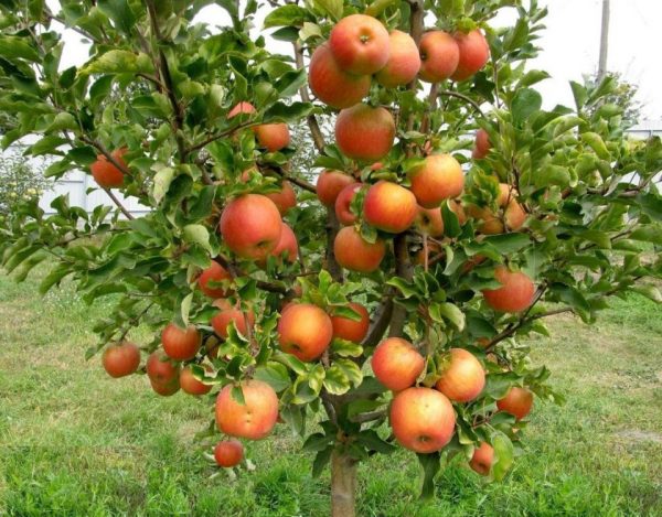 Яблуня "Чемпіон", зимній сорт