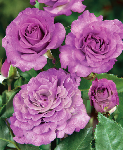 61-089-1.png Троянда "Віолет Парфум" плетиста