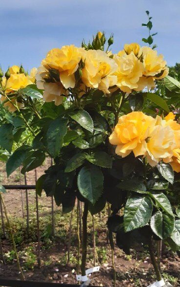 Троянда штамбова "Пенні Лейн" (Penny Lane)