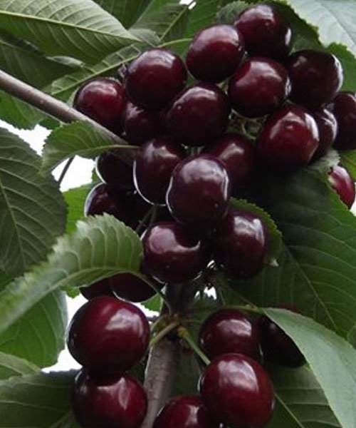 Вишня Нічка - середній термін дозрівання