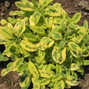 Шавлія барвиста  "Ауреа"ряболиста