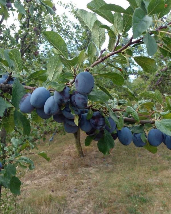 Угорка"Чячанська "