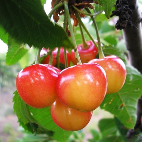 Черешня "Рожева Амазонка" (пізній сорт)