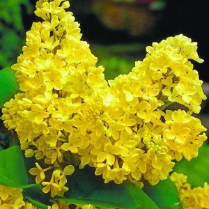 693489_1_w_300.jpg Бузок жовтий "Примула" дворічні, закрита коренева