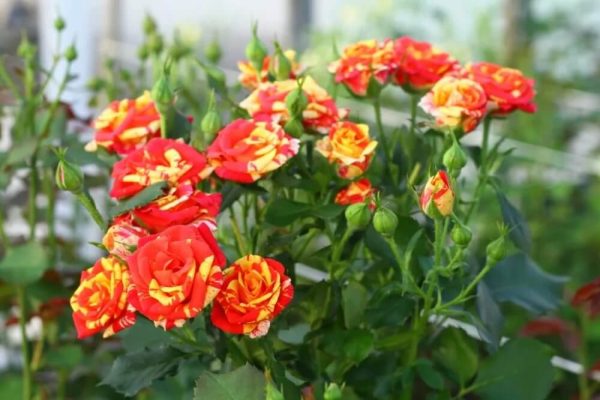 695fda09ab89bc0-1.jpg Троянда бордюрна Файєр Флеш