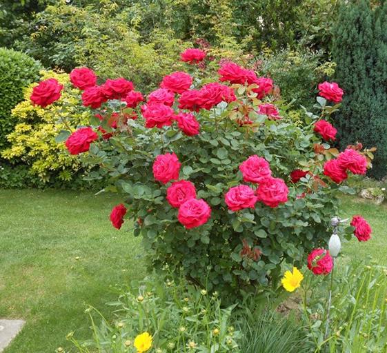 Dame de Coeur (Дам де Кьор)