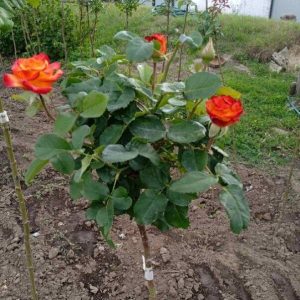 6d803e5a-420b-41a7-8c86-cd6fff0154c4-e1659691391197-1.jpg Троянда на штамбі Сонечко