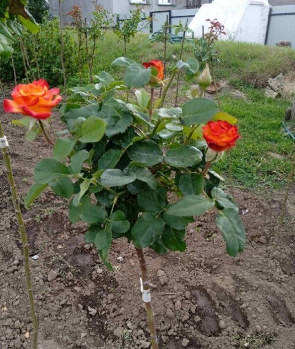 Троянда на штамбі Сонечко