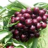 Черешня Мелітопольська