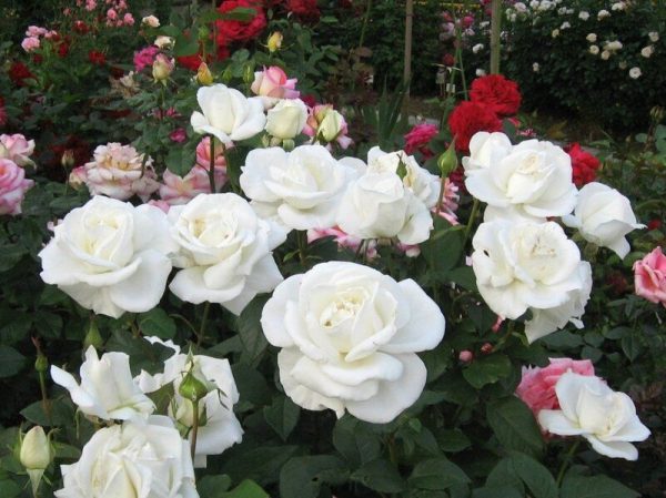 Троянда Метрополитен (Metropolitan)