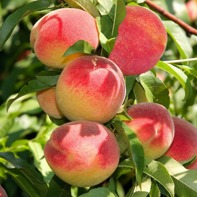 Персик Медовий колоновидний, середньоранній термін дозрівання