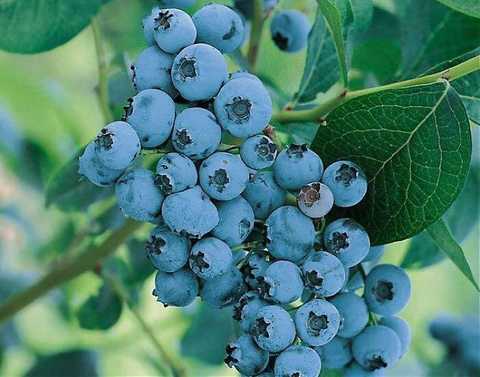 Елізабет лохина