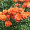 Троянда бордюрна Апельсин