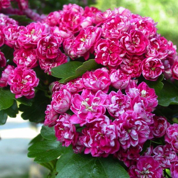 Глід  Пауль Скарлет на штамбі