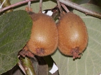 Ківі  "Блаженство" Самозапильний, середній термін дозрівання