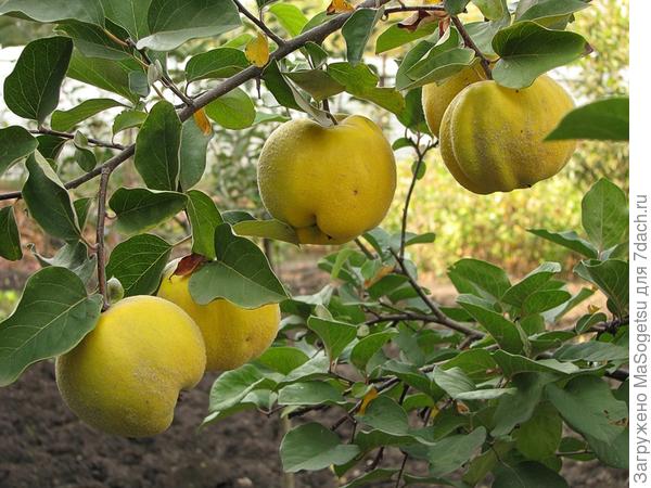 Айва Золотиста (яблукоподібна)