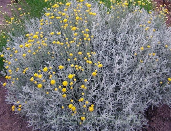 Сантоліна блакитна