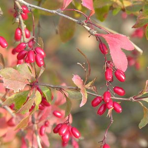 800px-berberis_vulgaris4.jpg Барбарис звичайний їстівний Вульгарис