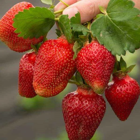 Полуниця "Азія" (Середньораній сорт) Продаємо від 10 шт одного сорту