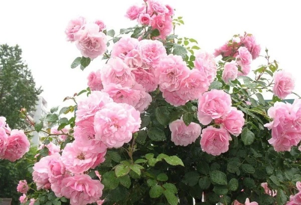 Троянда на штамбі Боніка