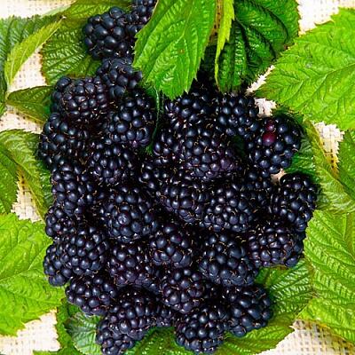 Ожина "Блек Меджік" чи  "Чорна магія", ремонтантний сорт