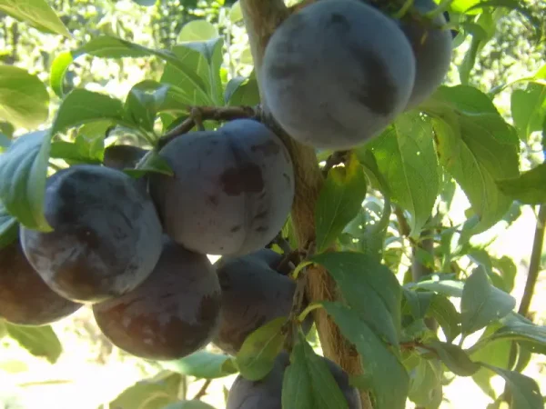 Алича Глобус