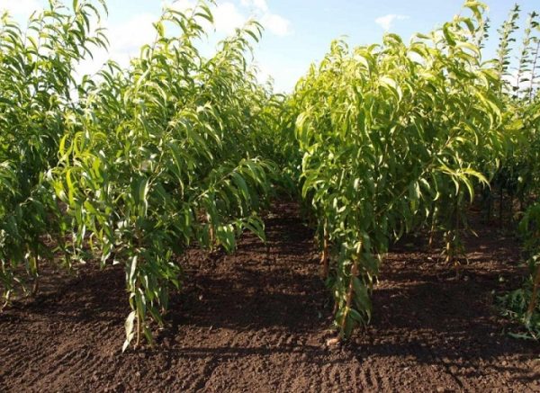 Персик Золотий тріумф колоновидний, ранній термін дозрівання