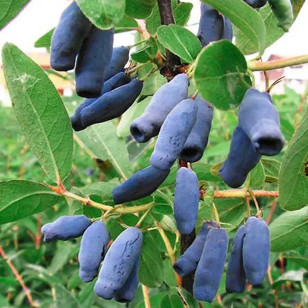 Жимолость "Крупноплідна"