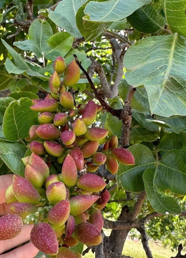 Фісташка справжня Pistacia