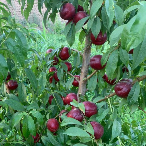 8f1b3af8-354e-49f8-8ea8-b7f132fdfca3.jpg Нектарин Сливовий, середній термін дозрівання