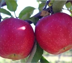 CREATOR: gd-jpeg v1.0 (using IJG JPEG v80), quality = 95 Яблуня "Слава Переможцям" (осінній сорт, ранній термін дозрівання) Саджанці дворічні