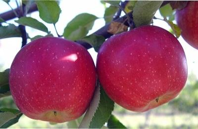 CREATOR: gd-jpeg v1.0 (using IJG JPEG v80), quality = 95 Яблуня "Слава Переможцям" (осінній сорт, ранній термін дозрівання) Саджанці дворічні