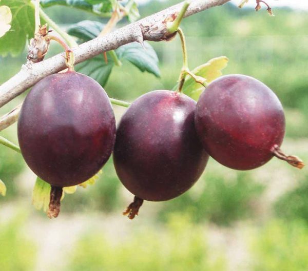 Аґрус -крижовнік  "Чорний жемчуг"(без шипів)