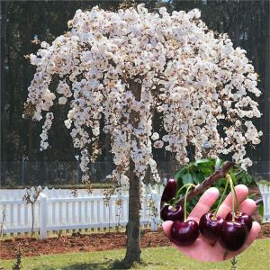 Черешня плакуча на штамбі