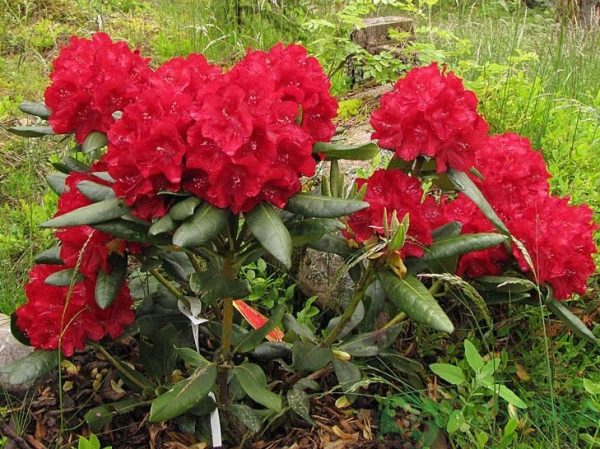 9544b3e8a54c6015dc85225ef16d85f9.jpg Рододендрон Busuki червоного кольору