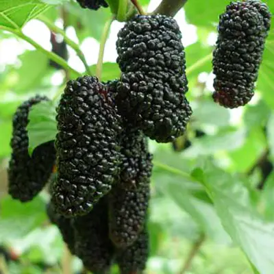 957664441_w500_h500_sadzhantsi-shovkovitsi-korolevska.webp Шовковиця "Баронесса" (чорна)