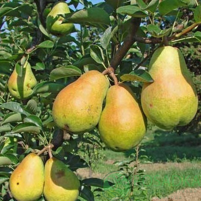 Груша Вільямс