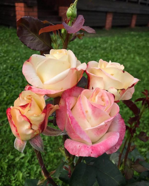 9803026672-1.jpg Троянда Бела Перла (Belle Perle)