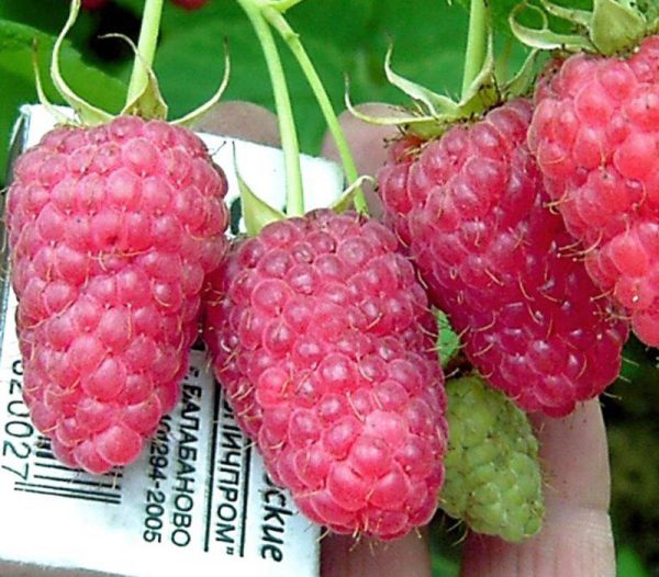 Малинове дерево "Богатир" (без колючок)