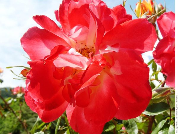 Троянда "Полька метелик" плетиста