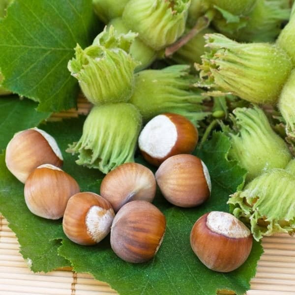 Фундук Трапезунд