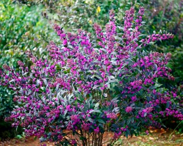 Красивоплідник Бодіньєра (Калікарпа Бодіньєра) Саджанці дворічні