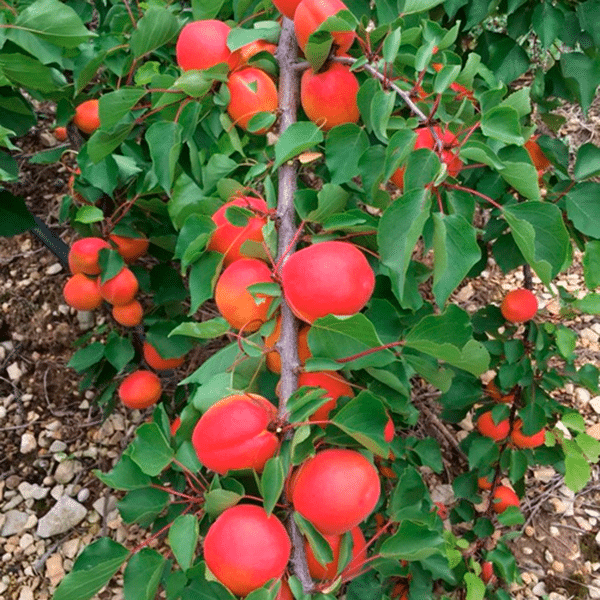 Абрикос Пріція - надранній термін дозрівання