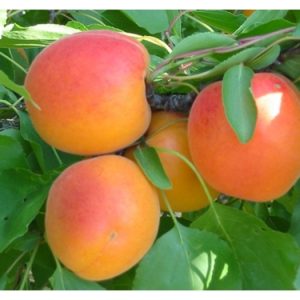 abrikos-svit-kot-sweet-cot-.jpg Абрикос Світ Кот