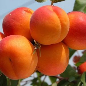 abrikosa-cunami_2.jpg Абрикос "Цунамі", ранній сорт