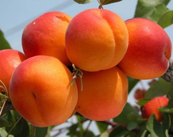 Абрикос "Цунамі", ранній сорт