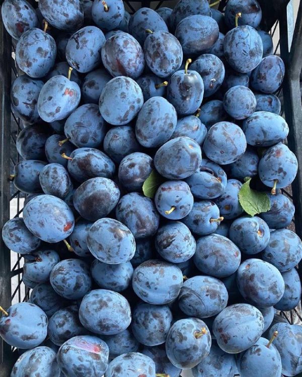 Угорка"Чячанська "