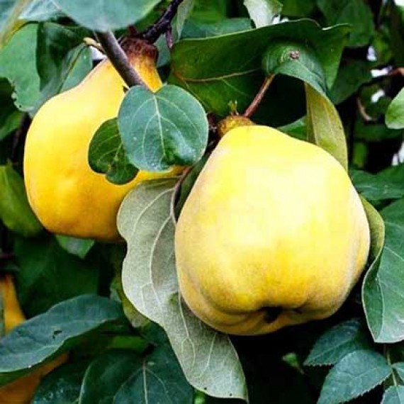 aiva-elena-570x570-1.jpg Айва "Марія", саджанці дворічні