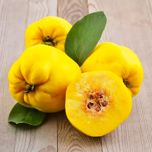 Айва "Мудра", саджанці дворічні