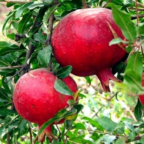 Гранат "Ак-дона"  Сильно-рослий сорт.